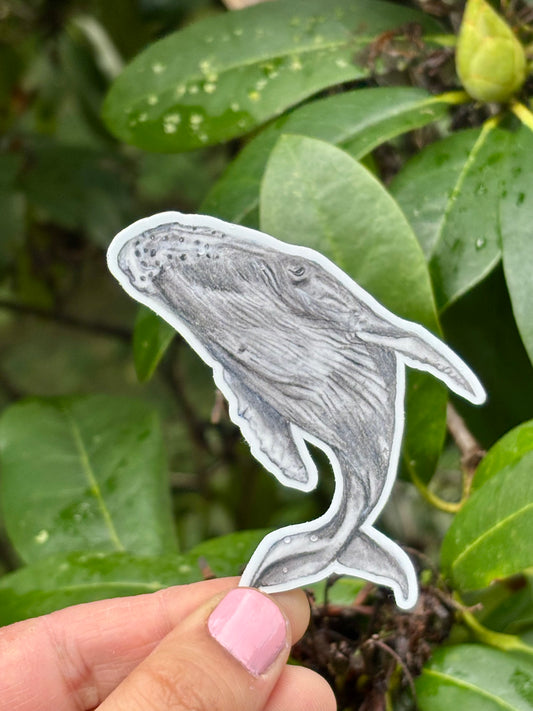 Humpback whale stickers